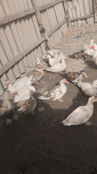 продажа домашних животных: Продаю мускатных индоуток возраст 5 месяцев можно на мясо можно на