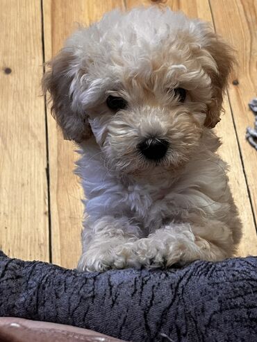 İtlər: Pudel, 2 ay, Erkek, Peyvəndli, Ödənişli çatdırılma — 1