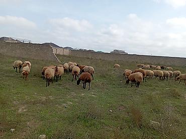 mini toy pudel: Dişi, Qala, il: 1, 50 kq, Damazlıq, Ünvandan götürmə — 4