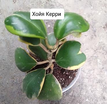 Другие комнатные растения: Продаю коллекцию Хойя — 7
