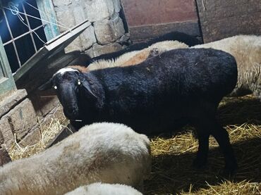 Qoyunlar, qoçlar: GİSAR QOCU. İKİ YAŞ YARİMLİQ. Diri çəkisi 93 kq.TAM SAQLAM. QOYUN — 5