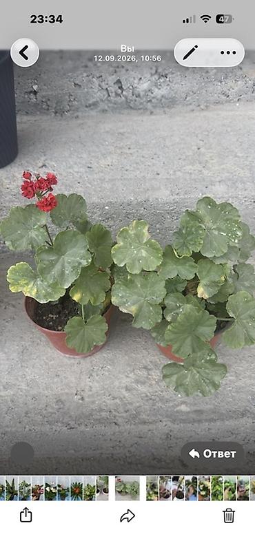 прокол земли: Комнатные растения в горшках 1) Спатифиллум (Spathiphyllum) в — 7