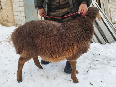 продам пчёл: Продаю | Баран (самец), Ягненок | На забой, Для разведения