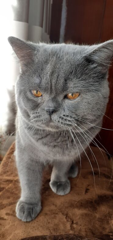 британский котик: Вязка!!!!! Молодой, здоровый, красивый, привитый котик, породы