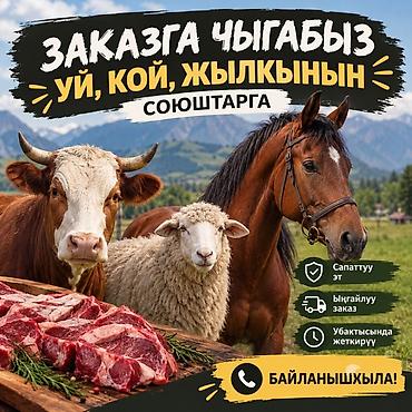 кашары сарай: Продаю | Корова (самка) — 1