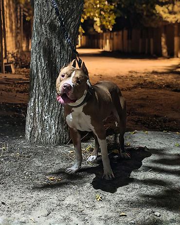 5 ayliq korpe: Pitbul, Erkək, Cütləşmə üçün — 4