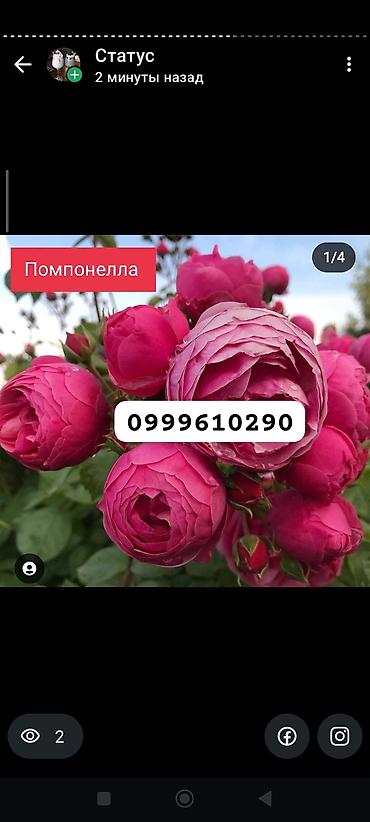 Rose saplings: Саженцы — 25