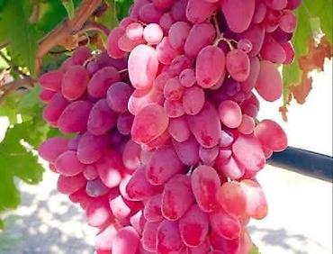 Meyvə və giləmeyvə: Məhsul: Avatar kişmişi (uzun, barmaq formalı qara üzüm sortu) - — 5