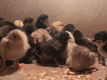 Toyuqlar: Toyuq, Australorp, Damazlıq, Ödənişli çatdırılma — 6