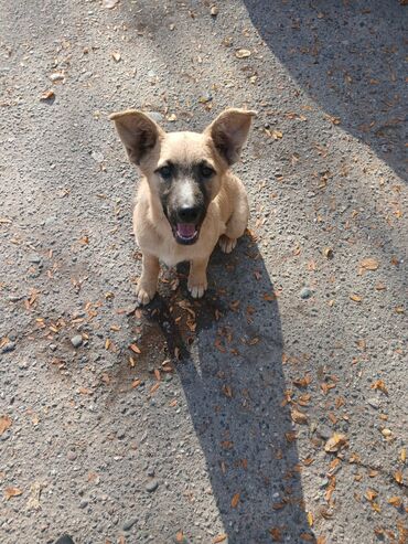 домик для собак: Ит бекер берилет: Жөнөкөй ит, 4 айлык, Ургаачы