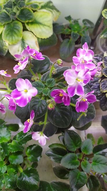 Фиалки и глоксинии: Продаются детки миниатюрных фиалок,крепкие,подрощенные.Сортов много — 9