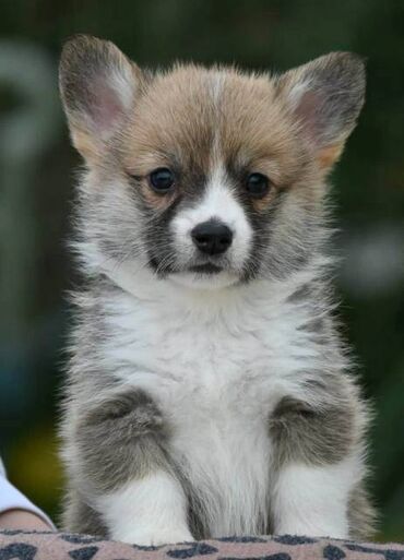 Psi: Velški korgi Welsh Corgi Pembroke Odgajivačnica Royal Ramonda FCI — 5