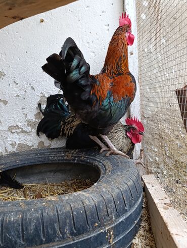 Toyuqlar: Toyuq, Damazlıq, Ödənişli çatdırılma, Ünvandan götürmə — 8