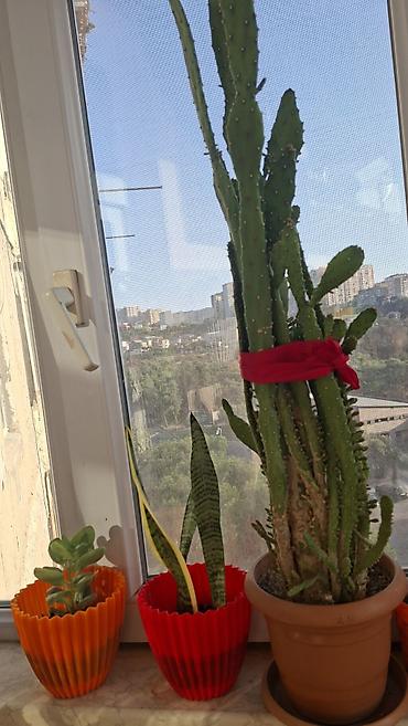 Ev və bağ: Otaq bitkiləri – Sansevieria (Qaynanadili) və Variegatlı Euphorbia — 3