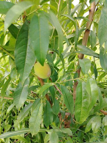 dibcek qablarin satisi: Gilas bağı satılır içində 25 sot sənəd kopça 3 illik bağdı qiymət lalafo.az -da dibcek qablarin satisi: Gilas bağı satılır içində 25 sot sənəd kopça 3 illik bağdı qiymət