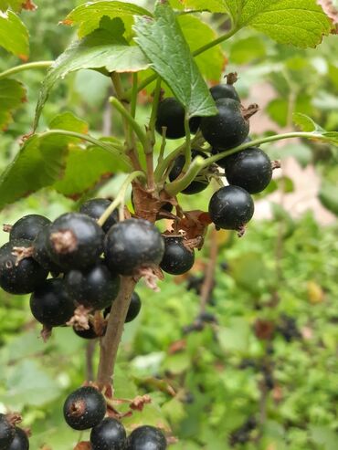купить розы из атласной ленты: Смородина