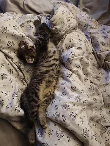 Кошки: Скотиш Фолд (Шотландская вислоухая), 2 месяца, Девочка, Черепаховый, Приучена к лотку — 3