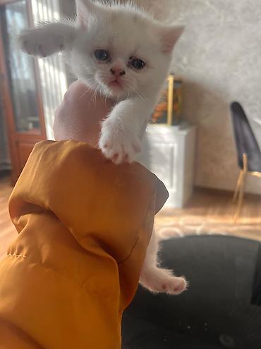 Pişiklər: Şotland — 4