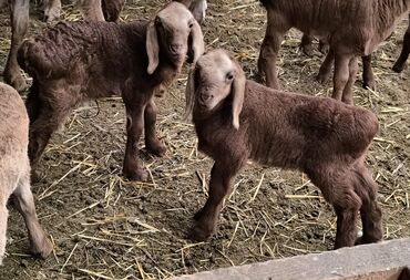 Бараны, овцы: Продаю | Баран (самец) | Арашан | Для разведения | Племенные — 10