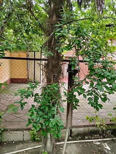 xurma agaci: Satılır: dekorativ palma ağacı (Trachycarpus tipli) Xüsusiyyətlər: - — 4
