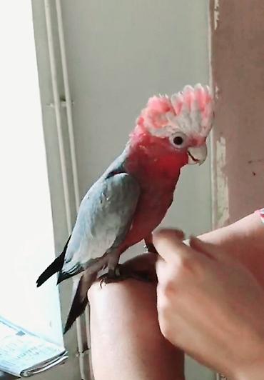 куплю коня: Розовые какаду (Galah, Eolophus roseicapilla) Продаю птенца ! 2 — 1