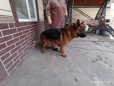 Продажа собак: Немецкая овчарка, кобель, экстерьер восточно-европейского/шоу-типа — 5