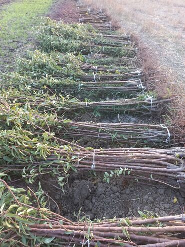 Şitillər: Ərik Tingləri . "Saglam Tinglər Saglam Bagçiliqin Təminatidir"🌱 Yeni — 8