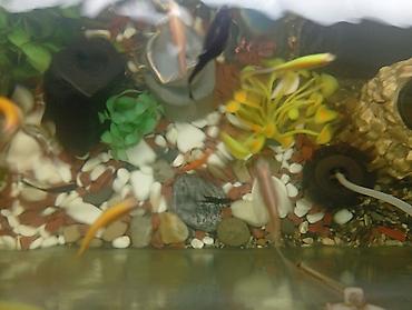 akvarium balik: Qızıl balıq, Sülhsevər, Ünvandan götürmə, Ödənişli çatdırılma — 5