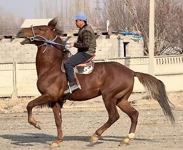 Лошади, кони: Продаю | Конь (самец) | Рабочий — 5