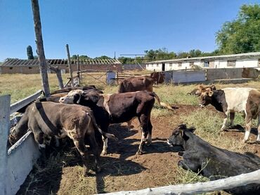 работа скотника: Требуется Скотник, Оплата Дважды в месяц, Питание