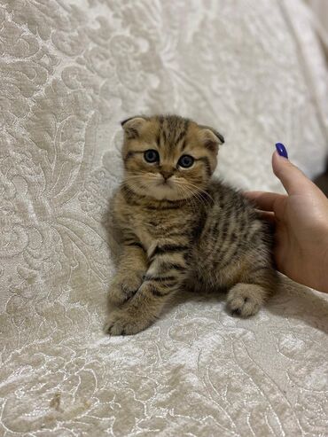 Pişiklər: Şotland yastı qulaq, Erkək, Dişi, Yaxşı əllərə, Ünvandan götürmə, Pulsuz çatdırılma, Ödənişli çatdırılma — 217