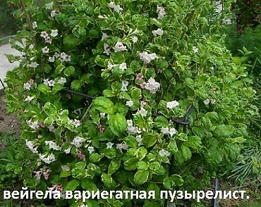 Другие садовые цветы и кустарники: Садовые растения - кустарники ( вейгела пестролистная, рябинник — 10