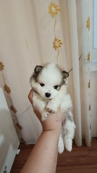 it iti sikir: Şpitz, 1 ay, Dişi, Peyvəndli — 1