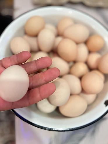 mayonez: Təbii kənd toyuğu yumurtası - Rəng: açıq krem – bej tonları, təbii — 1