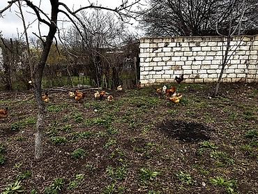 Toyuqlar: Toyuq, Damazlıq, Ödənişli çatdırılma -da lalafo.az — 8 Toyuqlar: Toyuq, Damazlıq, Ödənişli çatdırılma — 8