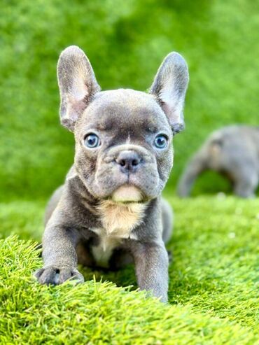 Psi: Odgajivačnica La Casa de Frida – FC Srbija Predstavlja prelepe štence na lalafo.rs — 1 Psi: Odgajivačnica La Casa de Frida – FC Srbija Predstavlja prelepe štence — 1