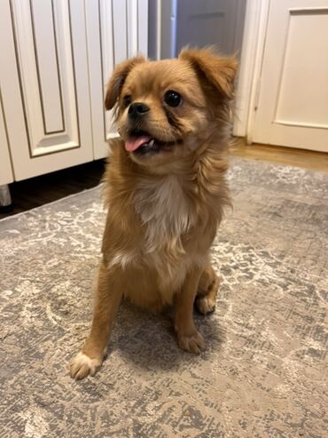 пекинес цена в баку: Pekines, 6 ay, Dişi, Peyvəndli