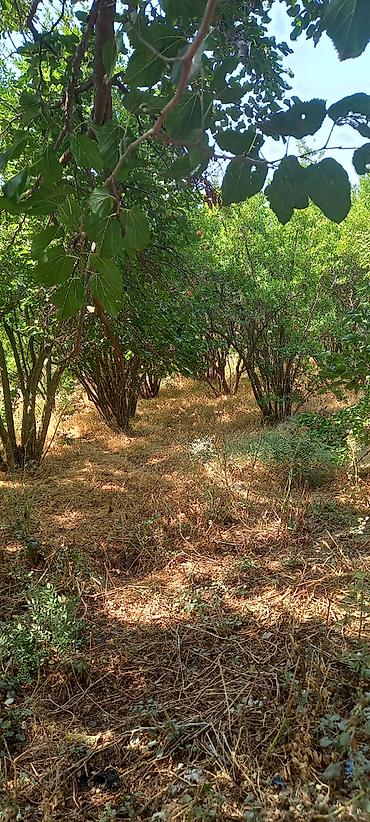 Torpaq sahələrinin satışı: 50 sot, Mülkiyyətçi, Kupça (Çıxarış) — 4