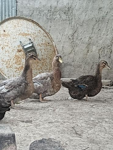 korella tutuqusu haqqında: Blue Rouen Ördekleri. Xarici sort ordekler.(Ətrafli məlumat — 10