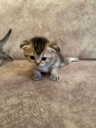 Pişiklər: Şotland yastı qulaq, Erkək, Dişi, Yaxşı əllərə, Pulsuz çatdırılma, Ödənişli çatdırılma, Ünvandan götürmə — 7