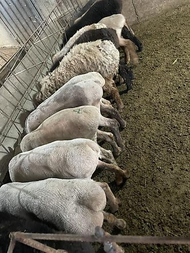 Баран, овца: Продаю | Овца (самка), Ягненок, Баран (самец) | На забой | Кастрированные — 3