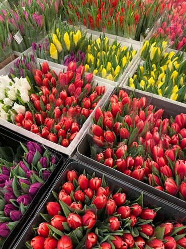 тюльпаны: Семена и саженцы Тюльпанов, Роз, Бесплатная доставка
