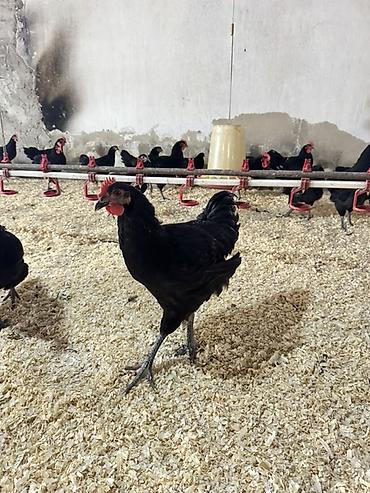 heyrati xoruzu: Xoruz, il: <1, Ünvandan götürmə, Pulsuz çatdırılma, Rayonlara çatdırılma — 5
