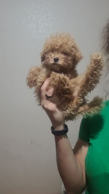 İtlər: Pudel, 2 ay, Peyvəndli, Pulsuz çatdırılma — 4