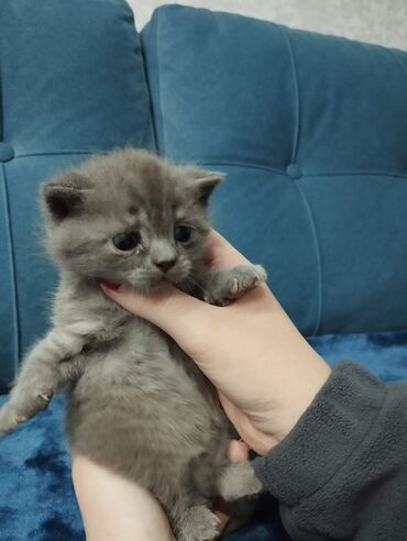 Продажа кошек: Британская короткошёрстная, 1 месяц, Мальчик, Голубой, Метис, Приучена к лотку — 2