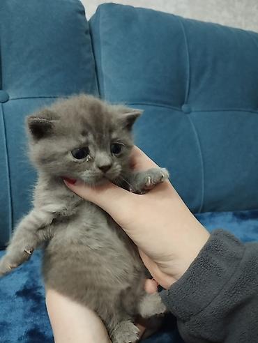 Продажа кошек: Британская короткошёрстная, 1 месяц, Мальчик, Голубой, Метис, Приучена к лотку — 5