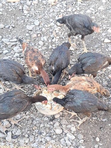 Toyuqlar: Heyratı çolpalar super cins,cavan saglam heyvanlardi -da lalafo.az — 9 Toyuqlar: Heyratı çolpalar super cins,cavan saglam heyvanlardi — 9