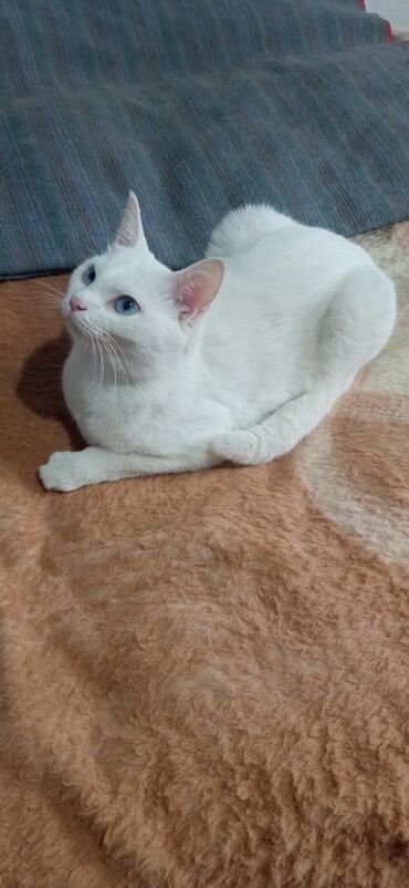 балинезийская кошка: Кошка Алиса, ей 1 год - паспорт имеется - в добрые и заботливые руки
