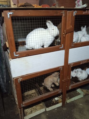 белые кролики: Продаю крольчат породы новозеландские белый также есть самки готовые к