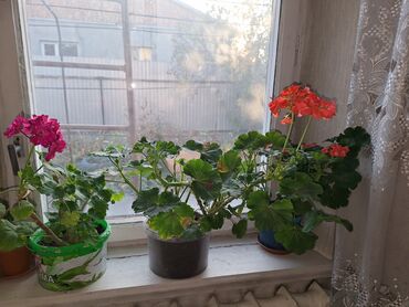 Другие комнатные растения: Продаю герань